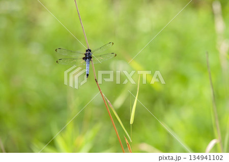 オオシオカラトンボ 134941102