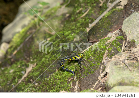 ミルンヤンマ 134941261