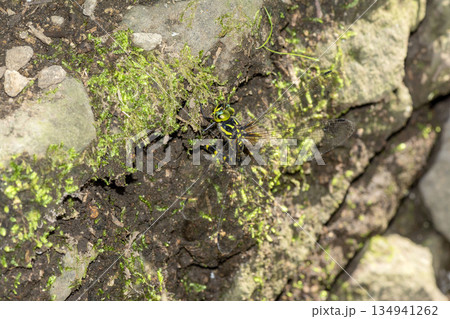 ミルンヤンマ 134941262