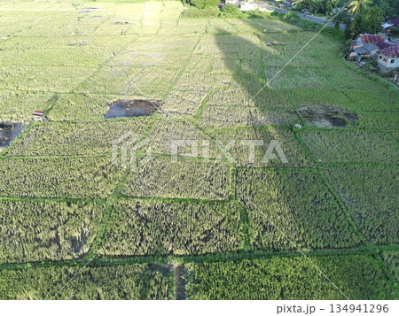 rice fields in the afternoon are very beautiful 134941296