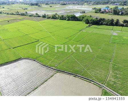 rice fields in the afternoon are very beautiful 134941333