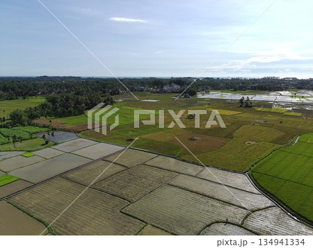 rice fields in the afternoon are very beautiful rice fields in the afternoon are very beautiful 134941334