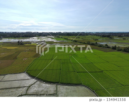 rice fields in the afternoon are very beautiful 134941338