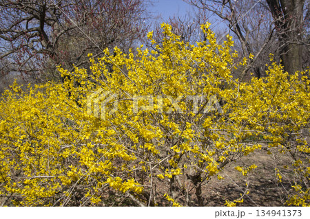 レンギョウ 134941373