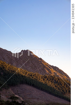 Evergreen forest on mountain slope with clear sky overhead. Natural landscape Evergreen forest on mountain slope with clear sky overhead. Natural landscape 134941385