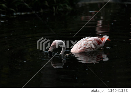 水から顔を出したチリーフラミンゴ 134941388