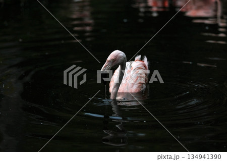 湖面から顔を出して泳ぐチリーフラミンゴ 134941390
