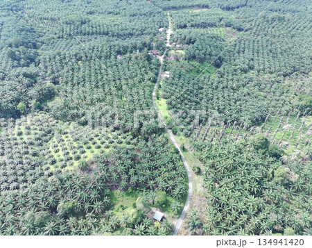 palm oil and green orange plantations palm oil and green orange plantations 134941420