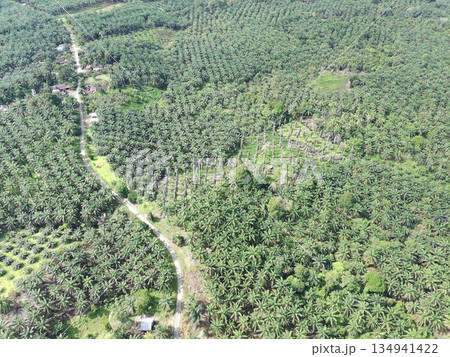 palm oil and green orange plantations palm oil and green orange plantations 134941422