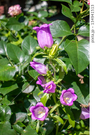 初夏の花畑 134941513