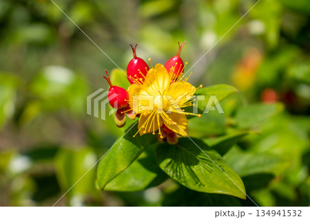 初夏の花畑 初夏の花畑 134941532