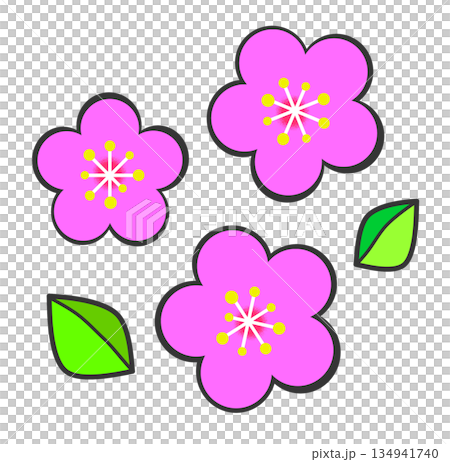 Illustration of plum blossoms blooming beautifully in spring 134941740