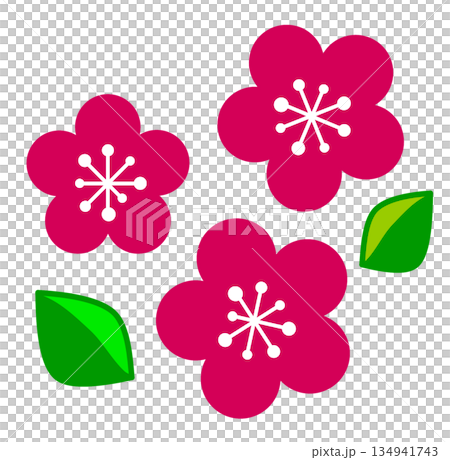 Illustration of plum blossoms blooming beautifully in spring 134941743