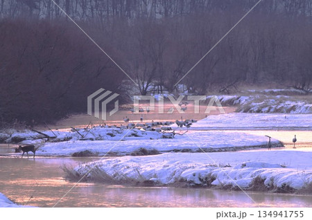 タンチョウのねぐら 134941755