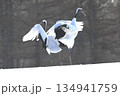 二羽で踊るタンチョウ 134941759