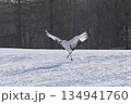 雪原に降り立つタンチョウ 134941760