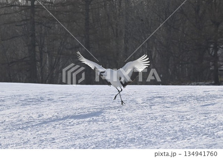 雪原に降り立つタンチョウ 134941760