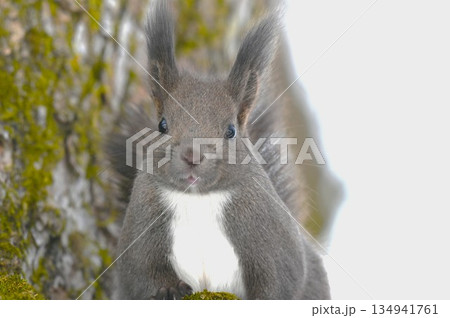 クルミを食べるエゾリス 134941761