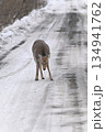 雪の中を歩くエゾシカ 134941762