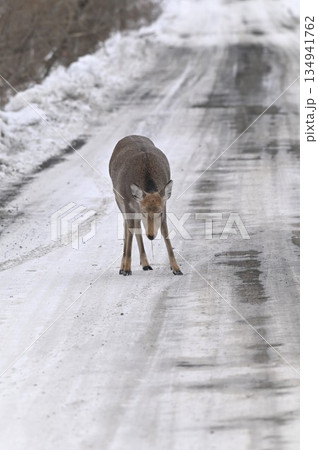 雪の中を歩くエゾシカ 134941762
