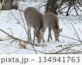 雪の中で採食活動するエゾシカ 134941763