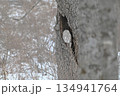 冬の木立で休む蝦夷フクロウ 134941764
