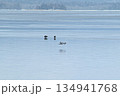 冬の阿寒湖を飛ぶ鴨 134941768