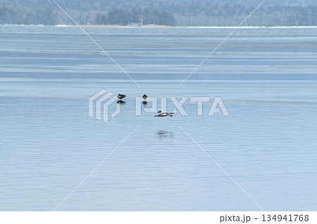 冬の阿寒湖を飛ぶ鴨 134941768