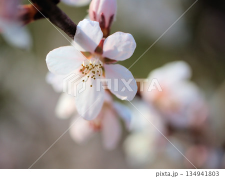 晴れた3月に咲いたプルヌス・カンスエンシス 晴れた3月に咲いたプルヌス・カンスエンシス 134941803