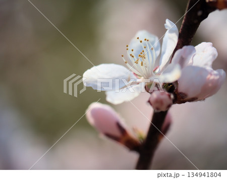 晴れた3月に咲いたプルヌス・カンスエンシス 134941804