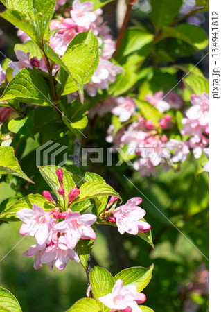 初夏の花畑 初夏の花畑 134941812