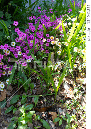初夏の花畑 初夏の花畑 134941823