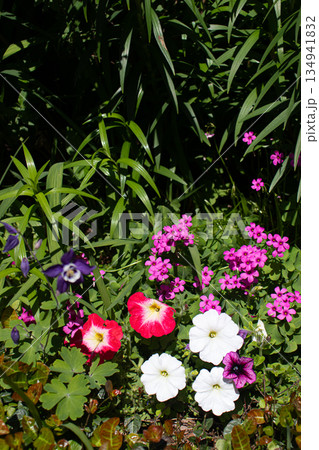 初夏の花畑 初夏の花畑 134941832