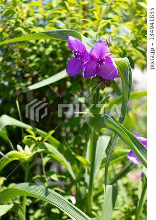 初夏の花畑 134941835