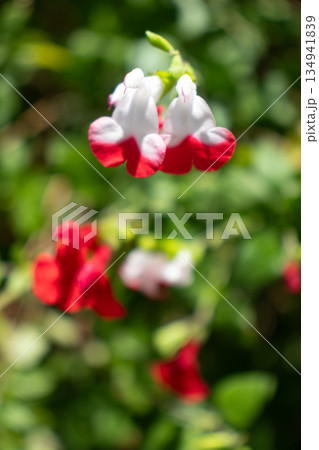 初夏の花畑 134941839