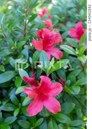 初夏の花畑 134941842