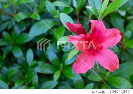 初夏の花畑 初夏の花畑 134941843