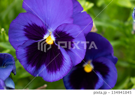初夏の花畑 初夏の花畑 134941845