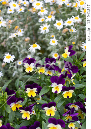 初夏の花畑 初夏の花畑 134941847