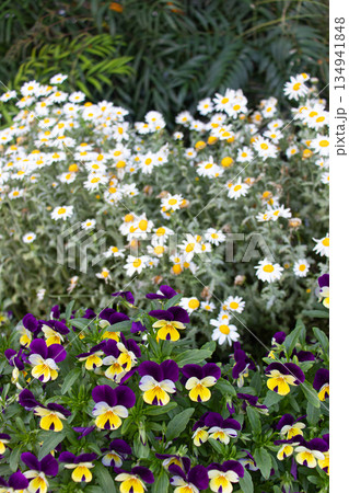 初夏の花畑 初夏の花畑 134941848