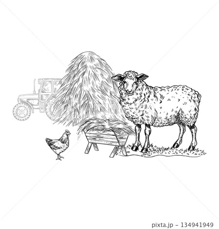 A sheep eating hay in front of a haystack and a tractor. Black and white vector illustration drawn by hand. Agricultural yard. Perfect for farms or agriculture. For packaging and banners. 134941949