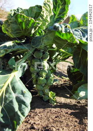芽キャベツの栽培 芽キャベツの栽培 134942017