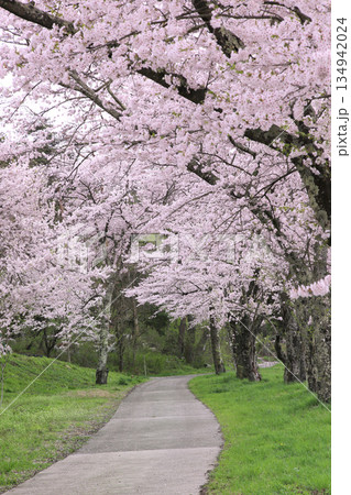 鵜山のサクラ並木 134942024