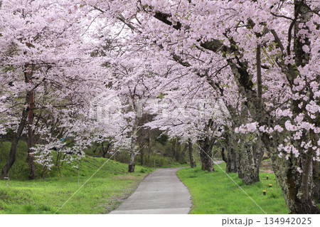 鵜山のサクラ並木 134942025