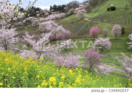 陸郷夢農場のサクラ 陸郷夢農場のサクラ 134942037