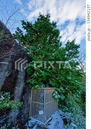 天狗岩のヒノキ 134942137