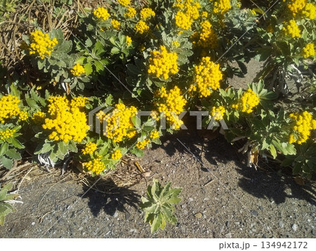 検見川浜に海岸植物のイソギクが黄色い花を咲かせました 134942172