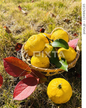 収穫した柚子 134942185