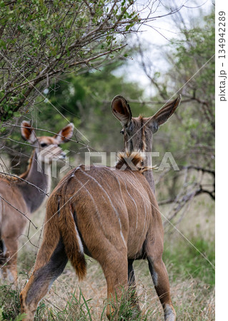 Two kudu standing among green trees and bushes in the wild Two kudu standing among green trees and bushes in the wild 134942289