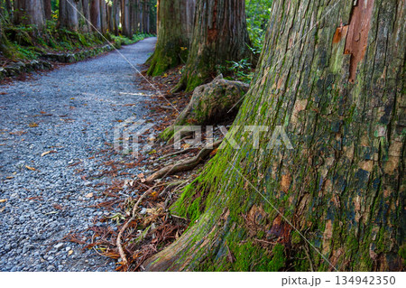 戸隠神社奥社に向かう杉の参道 134942350